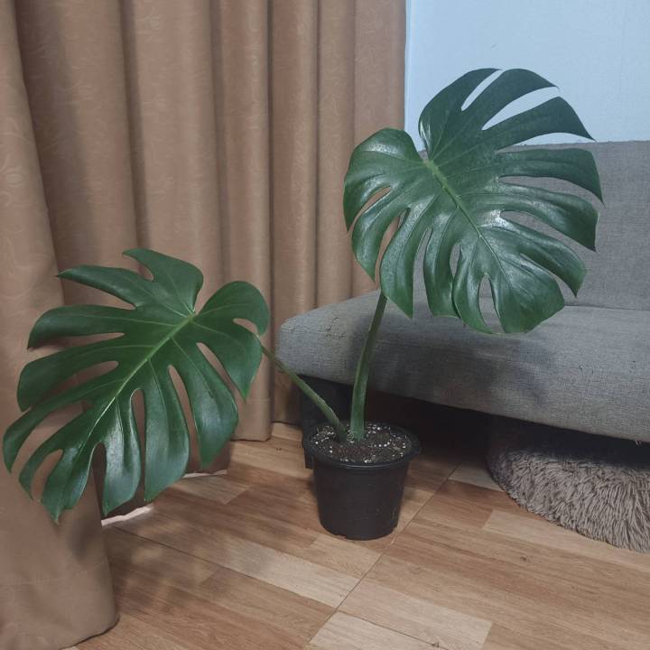 ต้นมอนสเตอร่า-monstera-ไม้ฟอกอากาศ-ปลูกในบ้านได้-พร้อมกระถางขนาด6นิ้ว