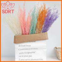 SDRT อุปกรณ์ประกอบภาพสีสันสดใสวัตถุธรรมชาติตกแต่งบ้านช่อดอกไม้แห้งตามธรรมชาติพืชดอกจริงลำต้นหญ้าวาเลนไทน์