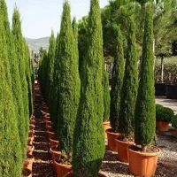 10 เมล็ด/ชุด เมล็ดพันธุ์ สนเมดิเตอเรเนียน ไซเปรส Cupressus sempervirens Mediterranean cypress