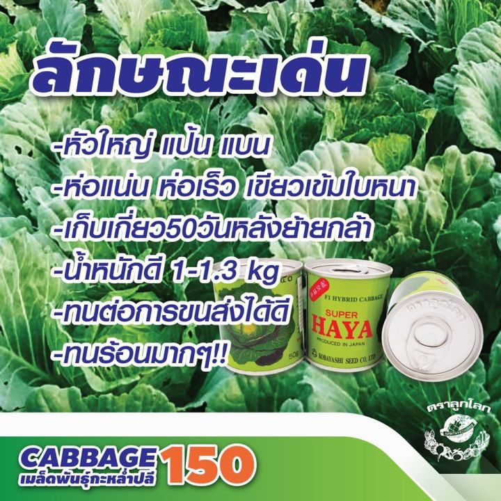 เมล็ดพันธุ์กะหล่ำปลี-m150-ขนาด-50-กรัม