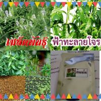 เมล็ดฟ้าทะลายโจร บรรจุ 200 เมล็ด++ ราคา 79 บาท