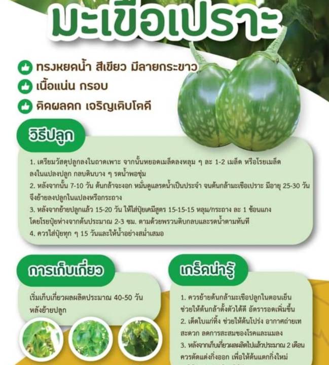 มะเขือเปราะลูกกบ-เมล็ดพันธุ์มะเขือเปราะลูกกบ-egg-plant-seeds-ลำต้นแข็งแรง-ทรงพุ่มสูง-แตกกิ่งแขนงได้ดี-บรรจุ-10-เมล็ด-มะเขือ