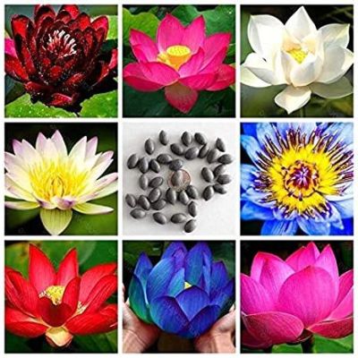เมล็ดบัว 5 เมล็ด คละสี เมล็ดเล็ก ดอกดกทั้งปี ของแท้ 100% เมล็ดพันธุ์ บัวพันธุ์แคระ พันธุ์เล็ก ดอกบัว ปลูกบัว เม็ดบัว สวนบัว Mini Lotus Waterlily seed