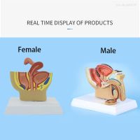 Sagittal Pelvic Anatomy Model Male And Female Male Reproductive Organ Model Reproductive System Model Medical Teaching Supplies