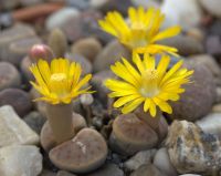 25 เมล็ด เมล็ดไลทอป Lihops Seeds พืชอวบน้ำ ไม้ก้อนหิน สายพันธุ์ Lithops dinteri