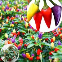 ปลูกง่าย ปลูกได้ทั่วไทย Multicolor Garden Balcony Potted Plant Pepper Seeds Vegetable Seeds Both Ornamental and Eat Flower Seeds Vegetable Live Plants Real Air Plant Seed Benih Pokok Benih Sayur Sayuran