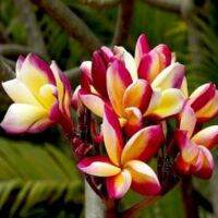 5 เมล็ด ลีลาวดี Frangipani , Pagoda Tree, Hawaii Plumeria สายพันธุ์ Dragon Tears Plumeria สีม่วง ต้นไม้มงคล ปลูกประดับเพิ่มพลังบวก