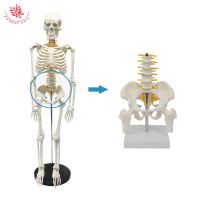 FOREST Mini Pelvic Include 5pcs Lumbar Vertebra Leg Bone and Nerves Human Spine Skeleton Teaching Medical Anatomical Models