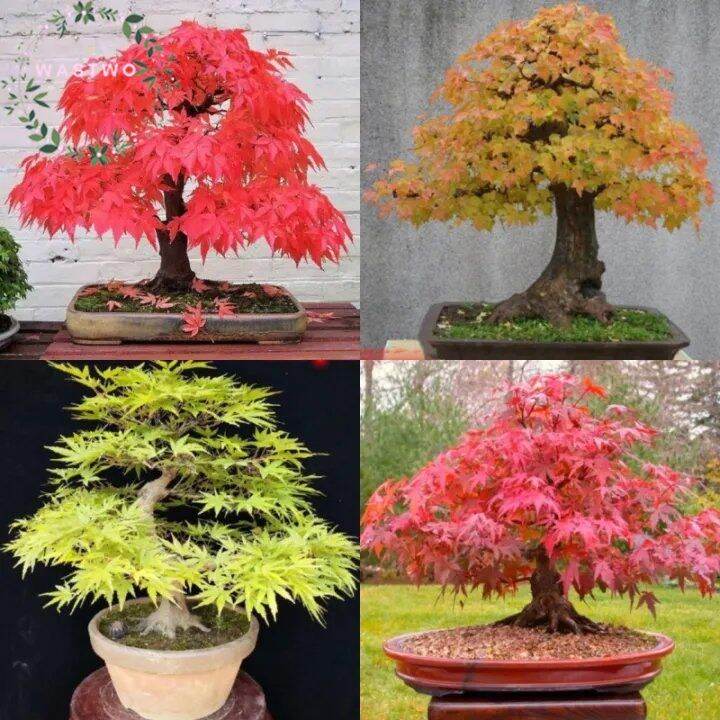 20PCS Maple tree seeds for sale Rare Japanese Maple Seed Acer palmatum