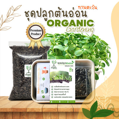 ชุดปลูกต้นอ่อนทานตะวัน เมล็ดเพาะงอก เมล็ดพันธุ์ผัก พร้อมปลูก organic 100%🌱