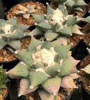 Ariocarpus Seed Mix    1 ซอง มีจำนวน 20 เมล็ด