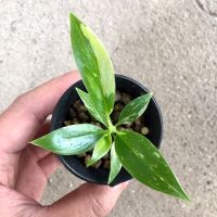 ?สินค้าขายดี? [RFV003]ต้นฟิโลเดนดรอนใบเลื่อยด่าง PHILODENDRON RING OF FIRE VARIEGATED คัดใบด่างพิเศษ ไม้เนื้อเยื่อผ่านอนุบาลแล้ว