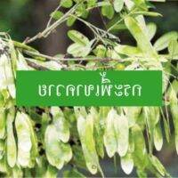 50 เมล็ด เมล็ดพันธุ์ Garden Seeds กระพี้เขาควาย Burma Black Wood เก็ดเขาควาย เก็ดแดง กำพี้ เก็ดดำ แดงดง มะขามป่า