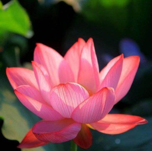 5-เมล็ด-เมล็ดบัว-ดอกสีส้ม-ดอกเล็ก-พันธุ์แคระ-จิ๋ว-ของแท้-100-เมล็ดพันธุ์บัวดอกบัว-ปลูกบัว-เม็ดบัว-สวนบัว-บัวอ่าง-lotus-seeds