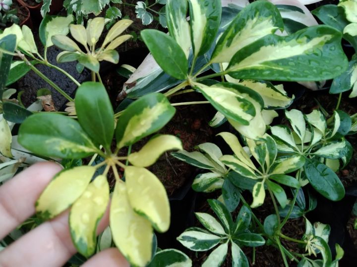 ต้นหนวดปลาหมึกใบด่าง-schefflera-actinophylla-เป็นไม้พุ่มขนาดเล็ก-โตเร็ว-พุ่มสวยงาม-ชอบแดดรำไรถึงแดดครึ่งวันเช้า-น้ำปานกลาง-จัดส่งแบบถุงชำ