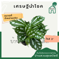 เศรษฐีนำโชค ในกระถาง 3 นิ้ว ต้นไม้มงคล มาในกระถางพร้อมตั้ง