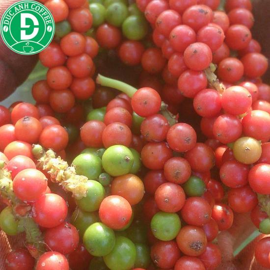 Gói 500g tiêu hạt sạch đắk lắk chưa xay, tiêu cay - ảnh sản phẩm 3