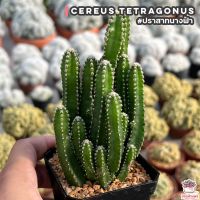 ( Pro+++ ) สุดคุ้ม ปราสาทนางฟ้า Cereus Tetragonus แคคตัส เพชร cactus&amp;succulent ราคาคุ้มค่า พรรณ ไม้ น้ำ พรรณ ไม้ ทุก ชนิด พรรณ ไม้ น้ำ สวยงาม พรรณ ไม้ มงคล