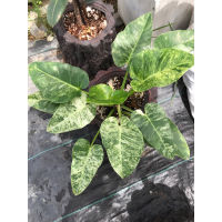 Philodendron Giganteum Variegated ฟิโลหูช้างด่างขาว