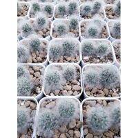 โปรดีล คุ้มค่า 2 ต้น 100 แมมมิลลาเรีย mammillaria bocasana cv.multilanata แมมขนแกะ ถูกครับ ของพร้อมส่ง พรรณ ไม้ น้ำ พรรณ ไม้ ทุก ชนิด พรรณ ไม้ น้ำ สวยงาม พรรณ ไม้ มงคล