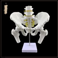 Pelvic two section of lumbar spine and femoral head model lumbar spine with pelvis femoral model with pelvic model