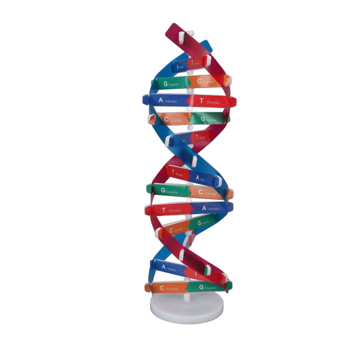 DNA mô hình đôi Xoắn cấu trúc đồ chơi giảng dạy ABS đôi xoắn tự làm Gen của  con người cho sinh học khoa học  Lazadavn