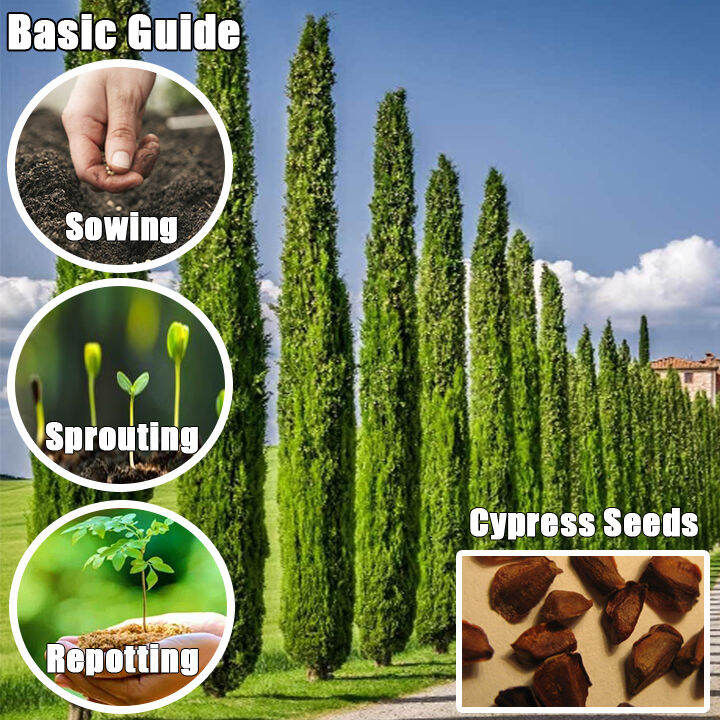 Elegance And Grace: Exploring The Italian Cypress Tree Seeds (CYP2 ...