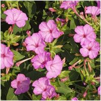 Pink Four oclock Flower (20 seeds) ดอกบานเย็นสีชมพู (20 เมล็ด)