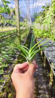 Tillandsia Bulbosa x brachycaulos ทิลแลนเซีย บุลโบซ่า x บาชี่คาลอส