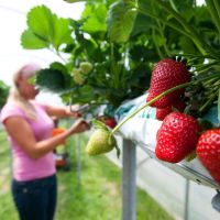 เมล็ดพันธุ์นำเข้าจาก ยุโรป เมล็ดพันธุ์ Garden Seed Strawberry สายพันธุ์ Guardian 50 เมล็ด