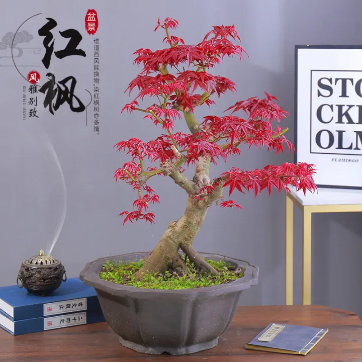 Japanese Red Maple Bonsai Old Pile Three Seasons Red Garden Sapling Red