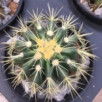 ยอดฮิต ถังทอง5-8 ซม. #แคคตัสถูก# แคคตัสถังทอง (Golden barrel cactus)# เพชร # พืชทนแล้ง # ต้นไม้ทะเลทราย # อิชิโน ขายดี ต้นไม้ ฟอก อากาศ กระถาง ต้นไม้ ไม้ ประดับ ต้นไม้ ปลูก ใน บ้าน