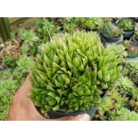 ( Promotion+++) คุ้มที่สุด ต้นไม้อวบน้ำ ฮาโวเทีย อินคอนฟลูเอนส์ Haworthia inconfluens. (ฟร์อมกอใหญ่) #succulents #Haworthia ราคาดี พรรณ ไม้ น้ำ พรรณ ไม้ ทุก ชนิด พรรณ ไม้ น้ำ สวยงาม พรรณ ไม้ มงคล