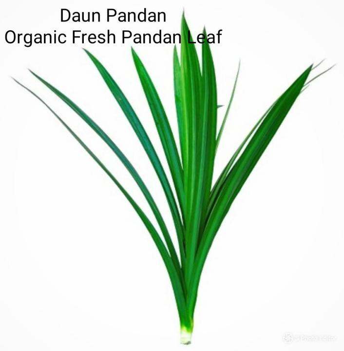 Organic Pandan leaf (Dried) 300gm Lazada
