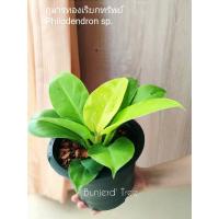 HOT** กุมารทองเรียกทรัพย์ หรือ ฟิโลเดรนดอน มูนไลท์ Philodendron Moonlight กระถาง 8 นิ้ว ไม้ฟอกอากาศ ไม้มงคล ของขวัญ ของฝาก ส่งด่วน พรรณ ไม้ น้ำ พรรณ ไม้ ทุก ชนิด พรรณ ไม้ น้ำ สวยงาม พรรณ ไม้ มงคล