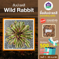 สับปะรดสี Wild rabbit [แถมกาบมะพร้าว2ลิตร] ขนาดกระถาง 6นิ้วพร้อมปลูก ต้นใหญ่พร้อมจัดสวน จัดส่งแบบถอดกระถาง