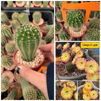 โปรโมชั่น แคคตัส Cactus กระบองเพชร พันธุ์อิชินอปซิส (Echinopsis) รหัสสี EL capital ราคาถูก  แคคตัส กระบองเพรช ตะบองเพรช ไม้จิ๋ว ไม้ตั้งโต๊ะทำงาน ไม้ประดับ ไม้มงคล ไม้ดอก