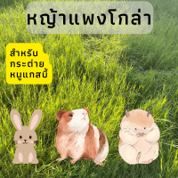 หญ้าแพงโกล่าสด หญ้าเลี้ยงสัตว์ 3 กิโลกรัม