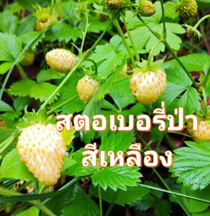 สตอเบอรี่ป่า-สีแดง-สีเหลือง-wild-strawberry-regina-seeds-เมล็ดพันธุ์สตอเบอรี่ป่าสีแดง-สีเหลือง-บรรจุ-5เมล็ด