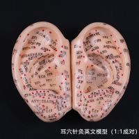 [HOT ZUQIOULZHJWG 517] 8เซนติเมตรหูฝังเข็มรุ่น Auricular แอพลิเคชันรุ่นหูฝังเข็มจุดรุ่นหูฝังเข็ม Earpins รุ่น