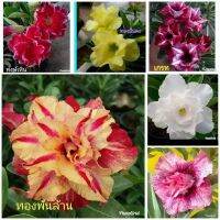 11 เมล็ด เมล็ดพันธุ์ Home Seed  ชวนชม สายพันธุ์ฮอลแลนด์ คละสี Adenium Seeds กุหลาบทะเลทราย Desert Rose ราชินีบอนไซ อัตรางอกสูง 80-90% มีคู่มือปลูก