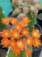 Rebutia heliosa เรบูเทีย เฮลิโอซา  ไม้กราฟขนาดหัวไม้ 6-8  CM  ดอกส้มสีสวยมากๆ  ไม้ในกระถาง 5 นิ้ว  ส่งแบบเคาะดิน