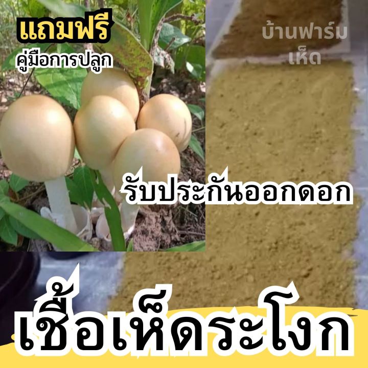 หัวเชื้อเห็ดระโงก-เชื้อเห็ด-แบบเข้มข้น-หมักจนเป็นจุลินทรีย์ฮอโมน-รับประกันออกดอก