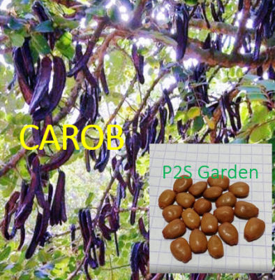 เมล็ดพันธุ์ คารอป Carob พืชใช้แทนช็อคโกแลต โกโก้ ไม่มีคาเฟอีน