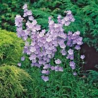 เมล็ดพันธุ์ Campanula persicifolia peach bellflower 200 เมล็ด เมล็ดพันธุ์นำเข้าจาก อังกฤษ เมล็ดเพาะปลูก