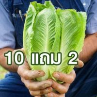 10 แถม 2 ?ปารีสไวท์คอส?ถูกที่สุด 7 บ.?เมล็ดพันธุ์สลัดปารีส ไวท์คอส?50 เมล็ด?งอกง่าย โตไว☘️พุ่มใหญ่?ทานอร่อย