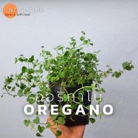 ( Pro+++ )++ ออริกาโน oregano  #สมุนไพร#เครื่องเทศ ราคาดี ต้นไม้ ฟอก อากาศ กระถาง ต้นไม้ ไม้ ประดับ ต้นไม้ ปลูก ใน บ้าน