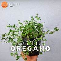 (promotion++) ออริกาโน oregano  #สมุนไพร#เครื่องเทศ สุดคุ้มม ต้นไม้ ฟอก อากาศ กระถาง ต้นไม้ ไม้ ประดับ ต้นไม้ ปลูก ใน บ้าน