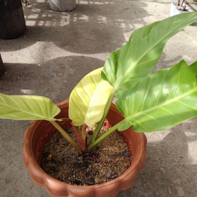 Philodendron Rub Ruay Thailand | Lazada PH