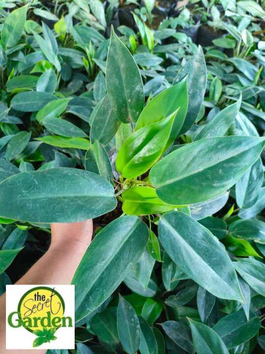 Philodendron Temptations with FREE plastic pot, pebbles and garden soil